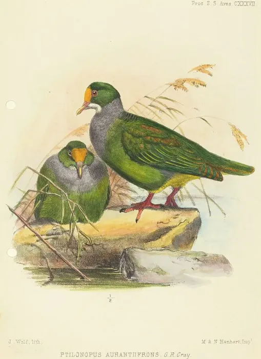 Framed Print : Two Birds (Ptilonopus Auranthfrons). Creator: Joseph Wolf Framed Print : Two Birds (Ptilonopus Auranthfrons). Creator: Joseph Wolf