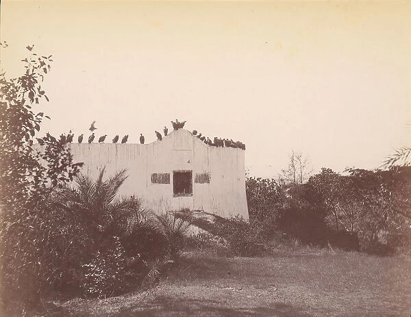 Birds on Roof of Small Building, 1860s-70s. Creator: Unknown