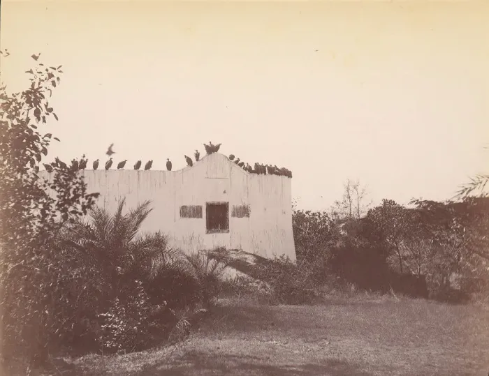 Framed Print : Birds on Roof of Small Building, 1860s-70s. Creator: Unknown Framed Print : Birds on Roof of Small Building, 1860s-70s. Creator: Unknown