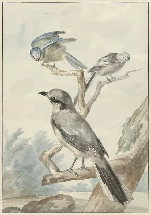 Framed Print : Three birds: a tail tit, a blue tit and a Klapekster or big clawier, 1756. Creator: Aert Schouman Framed Print : Three birds: a tail tit, a blue tit and a Klapekster or big clawier, 1756. Creator: Aert Schouman