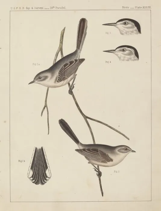 Framed Print : Birds - U. S. P. R. R. Exp. & Surveys, 35th Parallel. Creator: Unknown Framed Print : Birds - U. S. P. R. R. Exp. & Surveys, 35th Parallel. Creator: Unknown