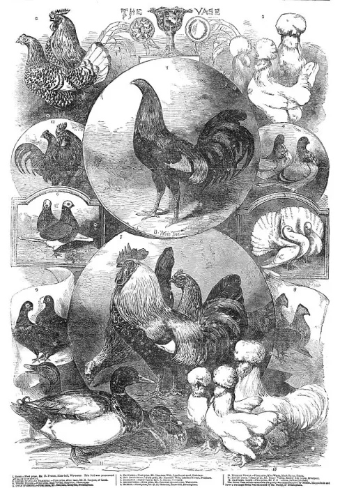 Framed Print : The Birmingham Christmas Poultry Show, 1854. Creator: Unknown Framed Print : The Birmingham Christmas Poultry Show, 1854. Creator: Unknown