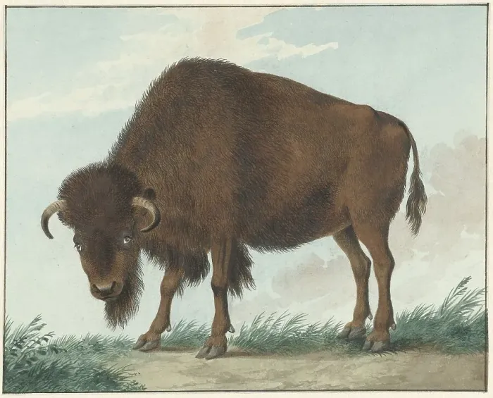 Framed Print : Bison, 1808. Creator: Izaak van Haastert Framed Print : Bison, 1808. Creator: Izaak van Haastert