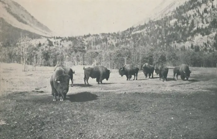 Framed Print : Bison, 1916