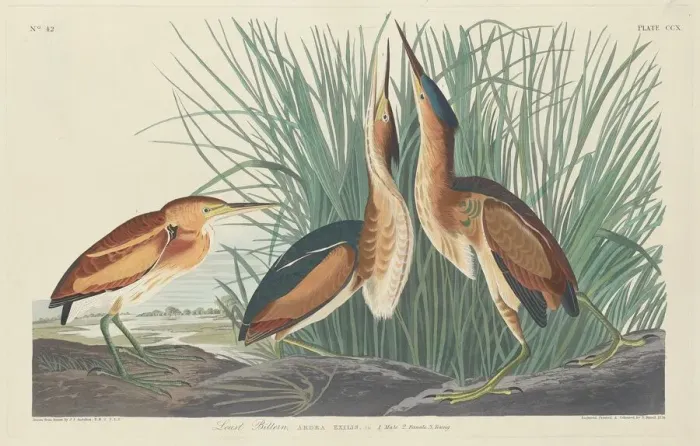 Framed Print : Least Bittern, 1834. Creator: Robert Havell Framed Print : Least Bittern, 1834. Creator: Robert Havell