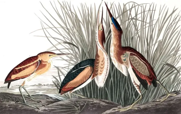 Framed Print : Least Bittern, Ixobrychus Exilis, 1845 Framed Print : Least Bittern, Ixobrychus Exilis, 1845