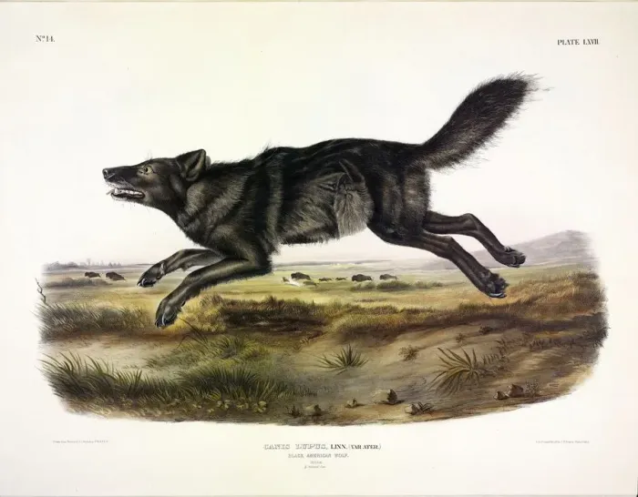 Framed Print : Black American Wolf, Canis Lupus, 1845 Framed Print : Black American Wolf, Canis Lupus, 1845