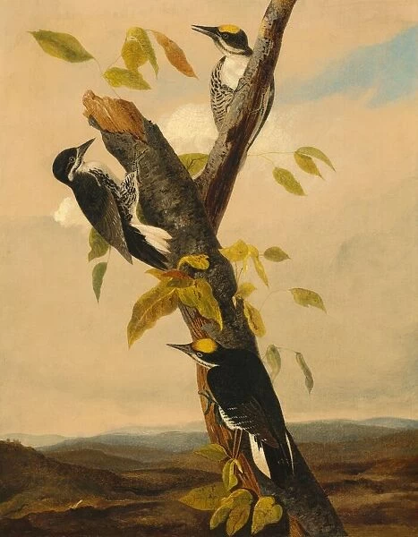 Black-Backed Three-Toed Woodpecker, 1831  /  1833. Creator: Joseph Bartholomew Kidd
