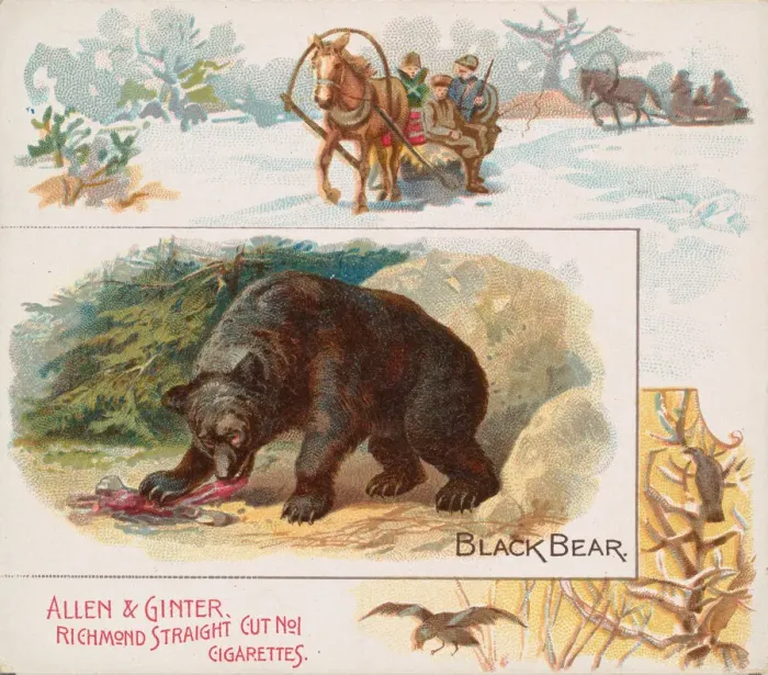 Framed Print : Black Bear, from Quadrupeds series (N41) for Allen & Ginter Cigarettes, 1890 Framed Print : Black Bear, from Quadrupeds series (N41) for Allen & Ginter Cigarettes, 1890
