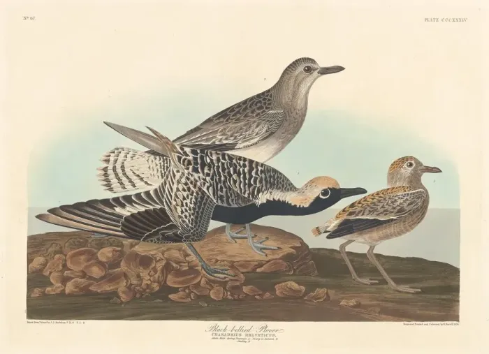 Framed Print : Black-bellied Plover, 1836. Creator: Robert Havell Framed Print : Black-bellied Plover, 1836. Creator: Robert Havell