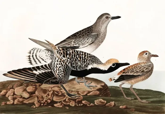 Framed Print : Black Bellied Plover, Charadrius Helveticus, 1845 Framed Print : Black Bellied Plover, Charadrius Helveticus, 1845