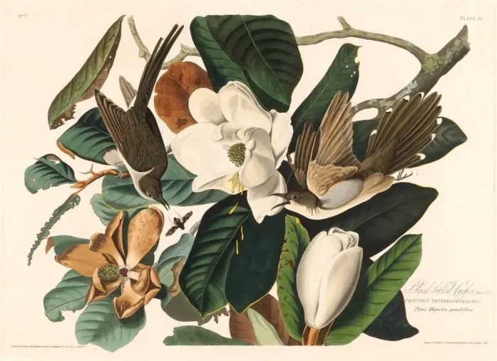 Framed Print : Black-billed Cuckoo, 1828. Creator: Robert Havell Framed Print : Black-billed Cuckoo, 1828. Creator: Robert Havell