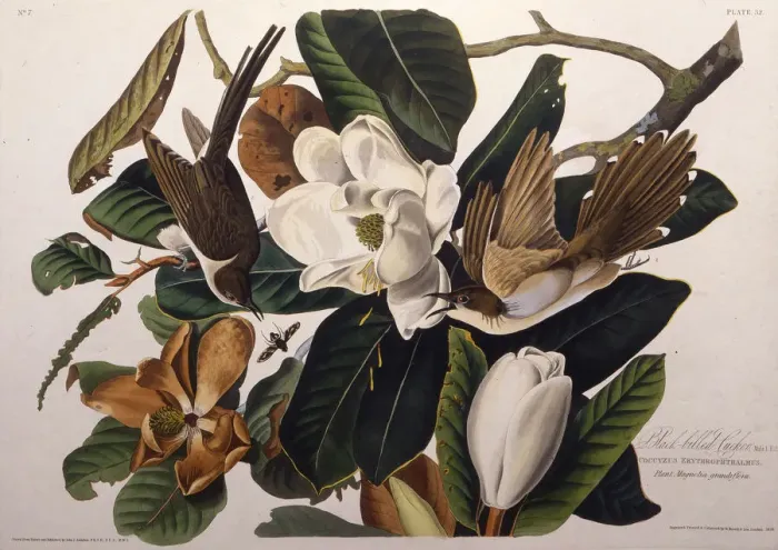 Framed Print : The black-billed cuckoo. From The Birds of America, 1827-1838. Creator: Audubon Framed Print : The black-billed cuckoo. From The Birds of America, 1827-1838. Creator: Audubon