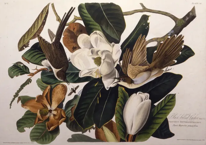 Framed Print : The black-billed cuckoo. From The Birds of America, 1827-1838. Creator: Audubon Framed Print : The black-billed cuckoo. From The Birds of America, 1827-1838. Creator: Audubon