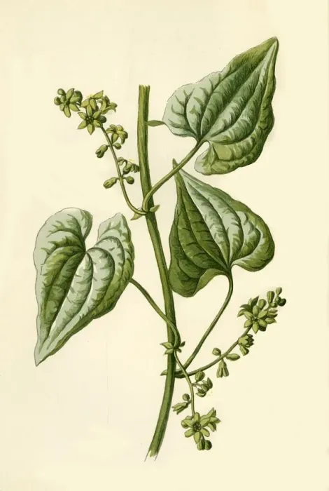 Framed Print : Black Bryony, 1877. Creator: Frederick Edward Hulme Framed Print : Black Bryony, 1877. Creator: Frederick Edward Hulme
