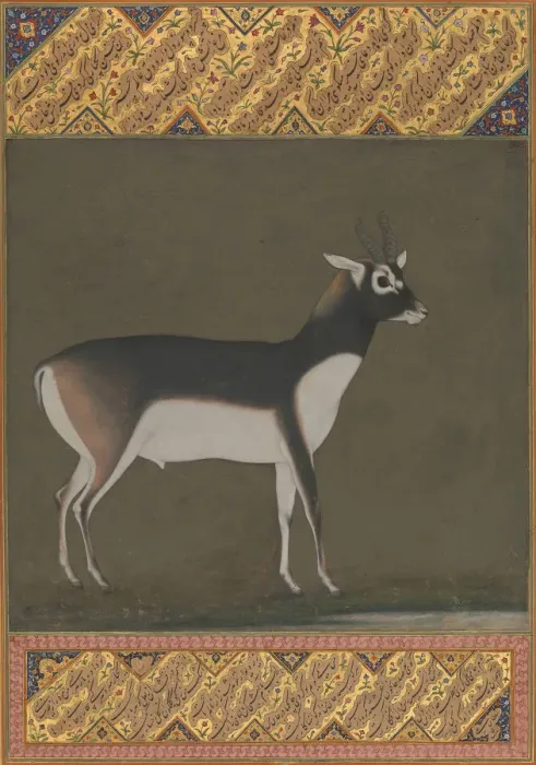 Framed Print : Black Buck, Folio from the Shah Jahan Album, recto: ca. 1615-20; verso: ca. 1530-50. Creator: Painting attributed to Manohar (active ca. 1582-16) Framed Print : Black Buck, Folio from the Shah Jahan Album, recto: ca. 1615-20; verso: ca. 1530-50. Creator: Painting attributed to Manohar (active ca. 1582-16)