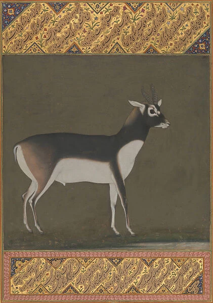 Black Buck, Folio from the Shah Jahan Album, recto: ca. 1615-20; verso: ca. 1530-50. Creator: Painting attributed to Manohar (active ca. 1582-16)