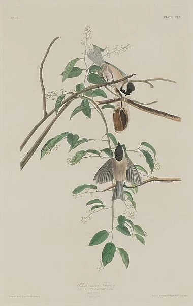 Black-capped Titmouse, 1833. Creator: Robert Havell