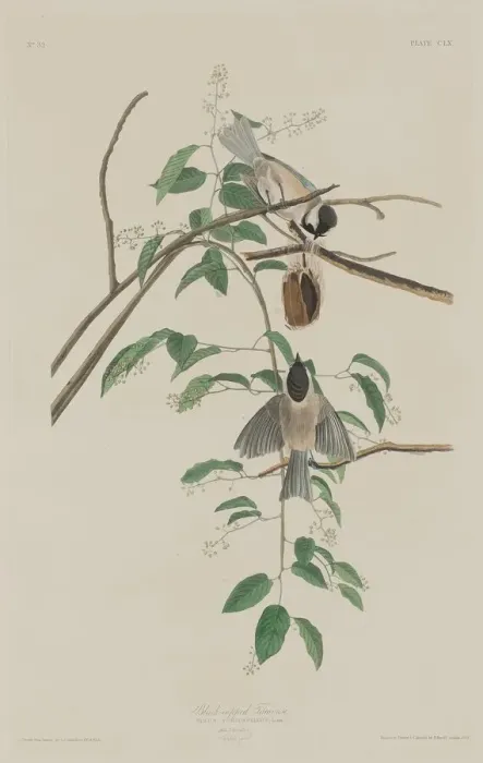Framed Print : Black-capped Titmouse, 1833. Creator: Robert Havell Framed Print : Black-capped Titmouse, 1833. Creator: Robert Havell