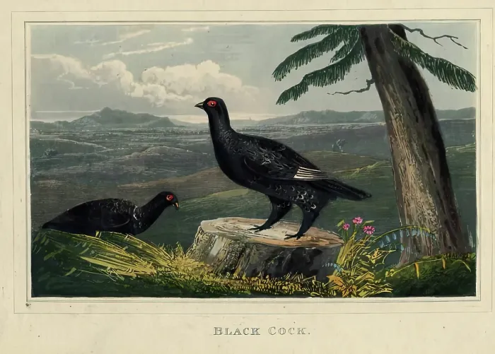 Framed Print : Black Cock, c1820s. Creator: Newton Smith Limbird Fielding Framed Print : Black Cock, c1820s. Creator: Newton Smith Limbird Fielding
