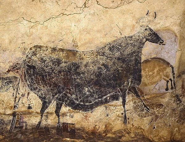 Black Cow. Caves painting of Lascaux, ca 16. 000-15. 000 BC