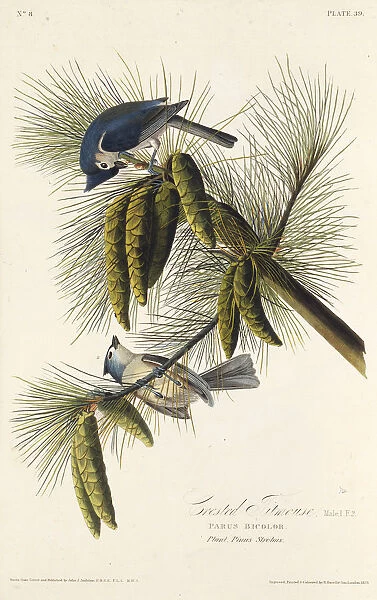The black-crested titmouse. From The Birds of America, 1827-1838. Creator: Audubon