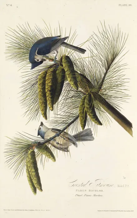 Framed Print : The black-crested titmouse. From The Birds of America, 1827-1838. Creator: Audubon Framed Print : The black-crested titmouse. From The Birds of America, 1827-1838. Creator: Audubon