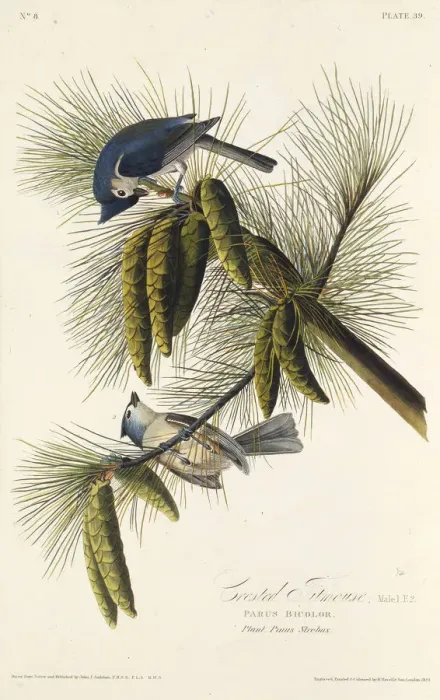 Framed Print : The black-crested titmouse. From The Birds of America, 1827-1838. Creator: Audubon Framed Print : The black-crested titmouse. From The Birds of America, 1827-1838. Creator: Audubon