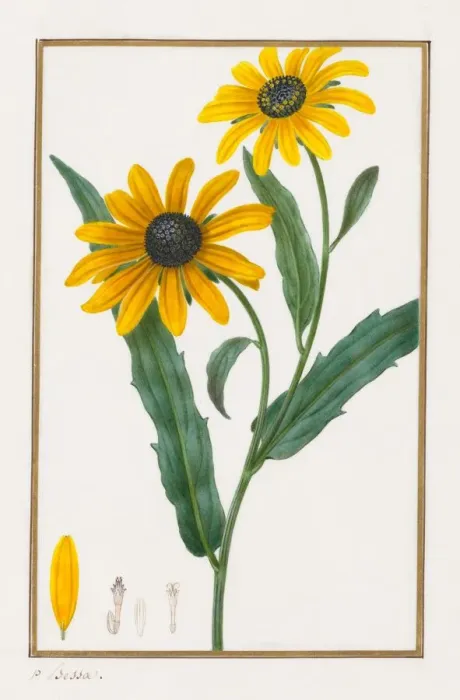 Framed Print : Black-eyed Susan, 1828-1835. Creator: Pancrace Bessa (French, 1772-1846) Framed Print : Black-eyed Susan, 1828-1835. Creator: Pancrace Bessa (French, 1772-1846)