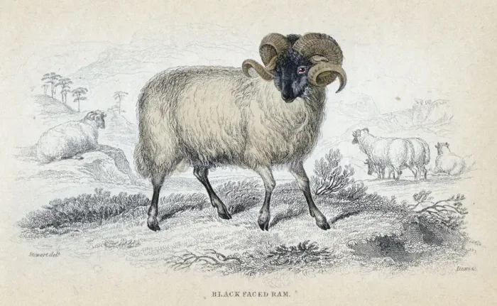 Framed Print : Black Faced Ram, mid 19th century. Artist: William Home Lizars Framed Print : Black Faced Ram, mid 19th century. Artist: William Home Lizars