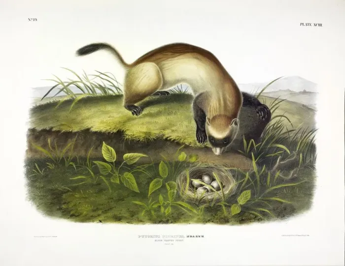 Framed Print : Black Footed Ferret, Putorius Nigripes, 1845 Framed Print : Black Footed Ferret, Putorius Nigripes, 1845
