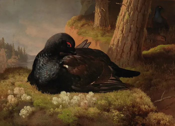 Framed Print : Black Grouse, 1864. Creator: Ferdinand von Wright Framed Print : Black Grouse, 1864. Creator: Ferdinand von Wright