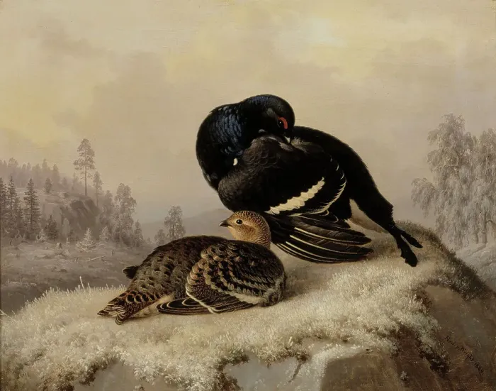 Framed Print : Black Grouse, Cock and Hen, 1869. Creator: Ferdinand von Wright Framed Print : Black Grouse, Cock and Hen, 1869. Creator: Ferdinand von Wright