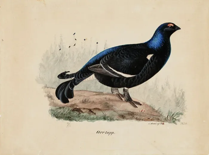 Framed Print : Black Grouse, Male, 1834. Creator: Ferdinand von Wright