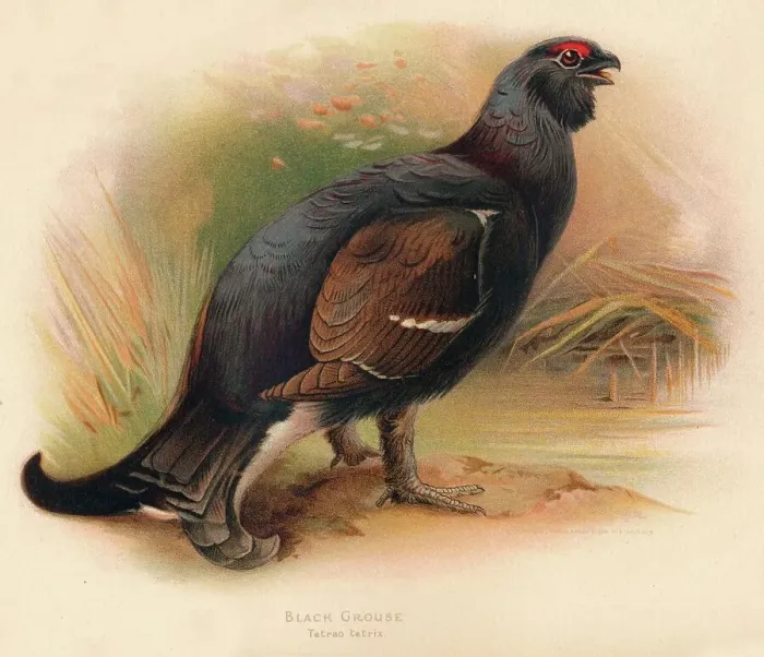 Framed Print : Black Grouse (Tetrau tetrix), 1900, (1900). Artist: Charles Whymper Framed Print : Black Grouse (Tetrau tetrix), 1900, (1900). Artist: Charles Whymper
