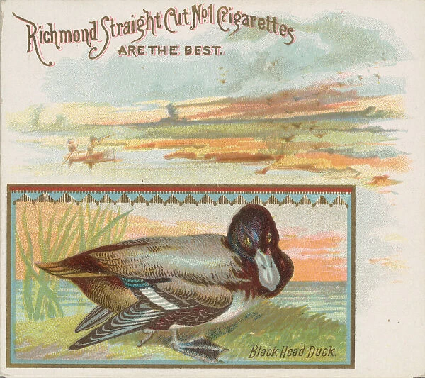 Black Head Duck, from the Game Birds series (N40) for Allen & Ginter Cigarettes