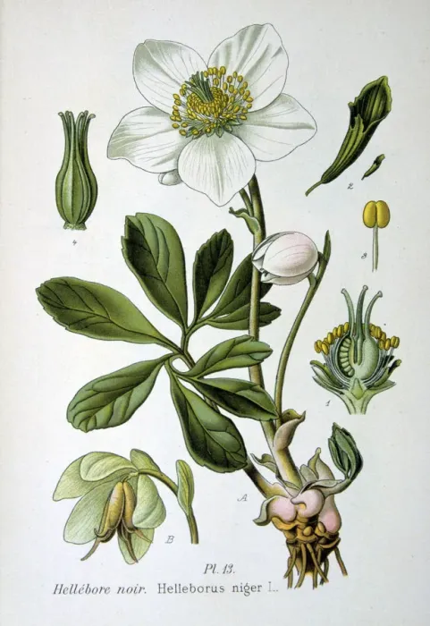 Framed Print : Black hellebore, 1893 Framed Print : Black hellebore, 1893
