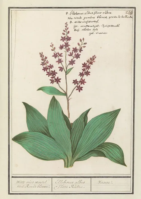Framed Print : Black hellebore (Veratrum nigrum), 1596-1610. Creators: Anselmus de Boodt, Elias Verhulst Framed Print : Black hellebore (Veratrum nigrum), 1596-1610. Creators: Anselmus de Boodt, Elias Verhulst