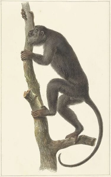 Black howler monkey (Paraguay), 1759-1842. Creator: Pieter Bartholomeusz. Barbiers