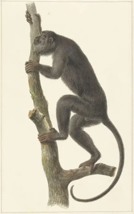 Framed Print : Black howler monkey (Paraguay), 1759-1842. Creator: Pieter Bartholomeusz. Barbiers Framed Print : Black howler monkey (Paraguay), 1759-1842. Creator: Pieter Bartholomeusz. Barbiers