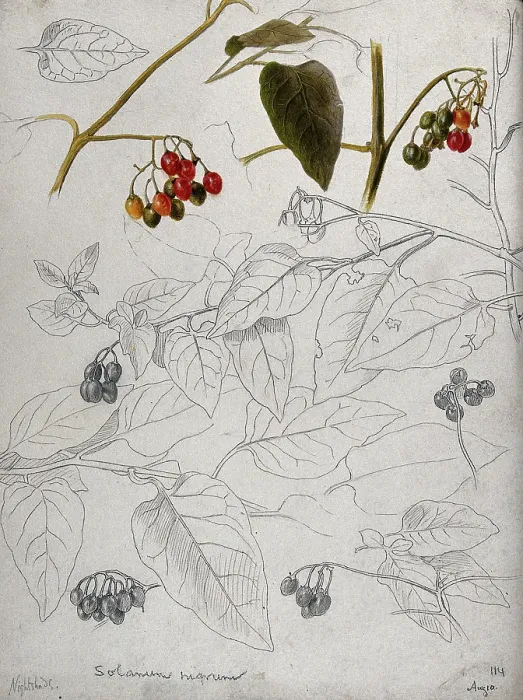 Framed Print : Black nightshade (Solanum nigrum): leaves and fruits. Creator: Unknown Framed Print : Black nightshade (Solanum nigrum): leaves and fruits. Creator: Unknown