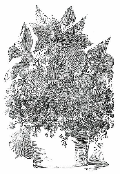 Black Prince Strawberry Plant, grown by Mr. Cuthill, 1850. Creator: Unknown