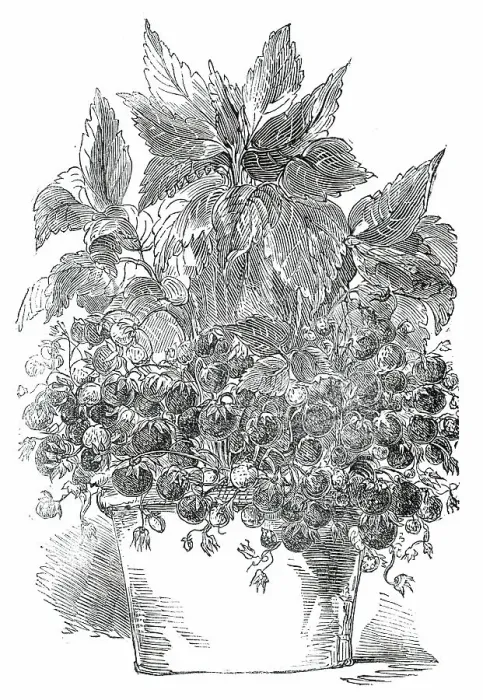 Framed Print : Black Prince Strawberry Plant, grown by Mr. Cuthill, 1850. Creator: Unknown Framed Print : Black Prince Strawberry Plant, grown by Mr. Cuthill, 1850. Creator: Unknown