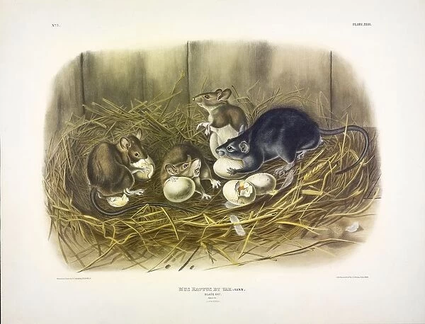 Black Rat, Mus Rattus et Var, 1845