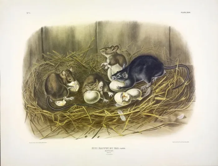 Framed Print : Black Rat, Mus Rattus et Var, 1845 Framed Print : Black Rat, Mus Rattus et Var, 1845