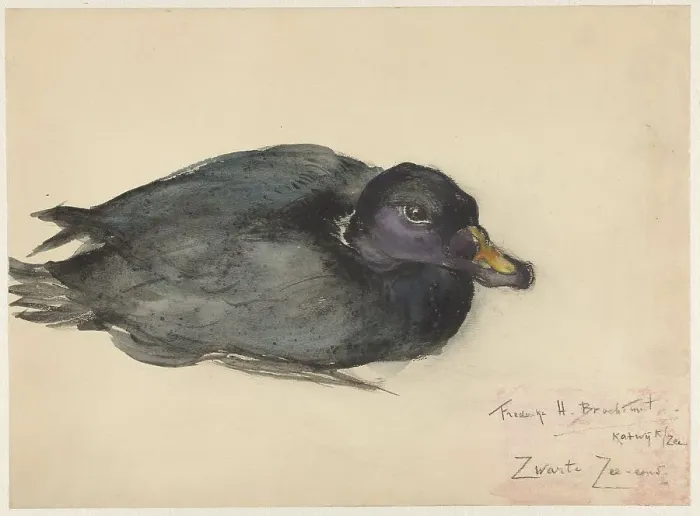 Framed Print : Black scoter, 1885-1931. Creator: Frederika Henriëtte Broeksmit Framed Print : Black scoter, 1885-1931. Creator: Frederika Henriëtte Broeksmit