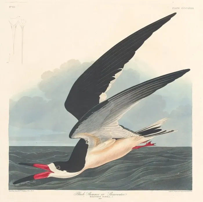 Framed Print : Black Skimmer, 1836. Creator: Robert Havell Framed Print : Black Skimmer, 1836. Creator: Robert Havell