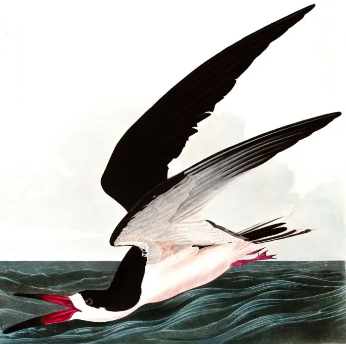 Framed Print : Black Skimmer or Shearwater, Rhincops Nigra, 1845 Framed Print : Black Skimmer or Shearwater, Rhincops Nigra, 1845