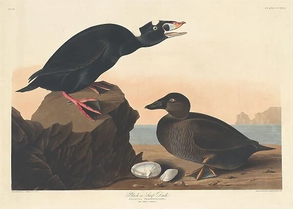 Black or Surf Duck, 1836. Creator: Robert Havell