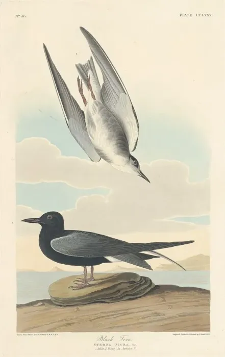 Framed Print : Black Tern, 1835. Creator: Robert Havell Framed Print : Black Tern, 1835. Creator: Robert Havell